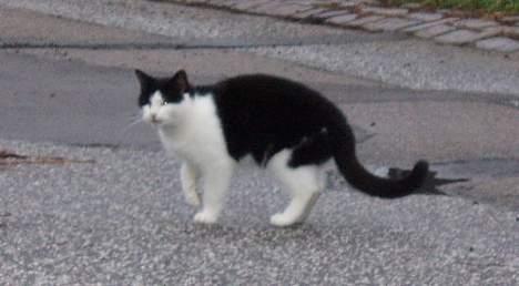 Huskat Nala billede 8