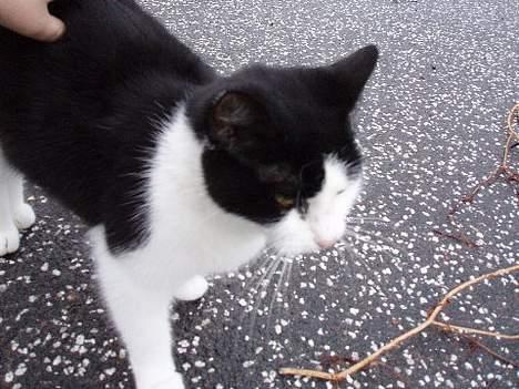 Huskat Nala billede 9