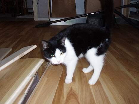 Huskat Nala billede 10