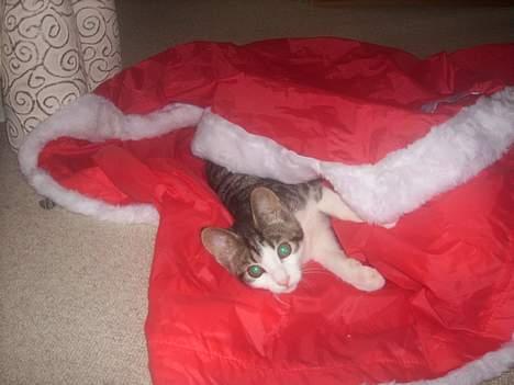 Blanding af racer Manis billede 8