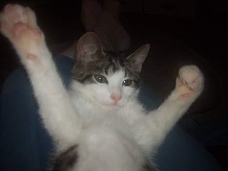 Blanding af racer Manis billede 9