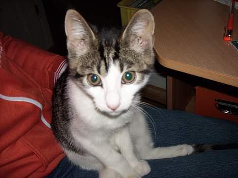 Blanding af racer Manis billede 11