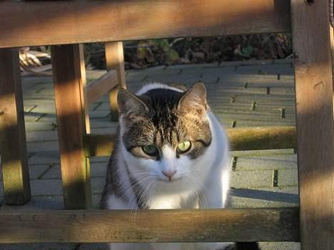 Blanding af racer Angel ' RIP  billede 1