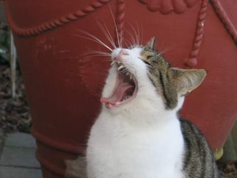 Blanding af racer Angel ' RIP  billede 2