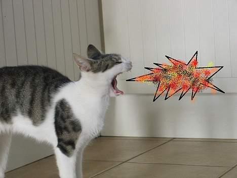 Blanding af racer Angel ' RIP  billede 3