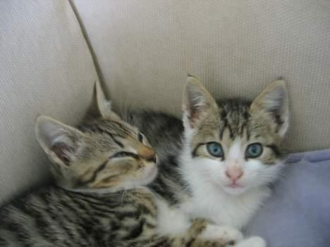 Blanding af racer Angel ' RIP  - whiskas og angel, som killinger.  billede 4