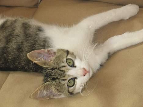 Blanding af racer Angel ' RIP  billede 5