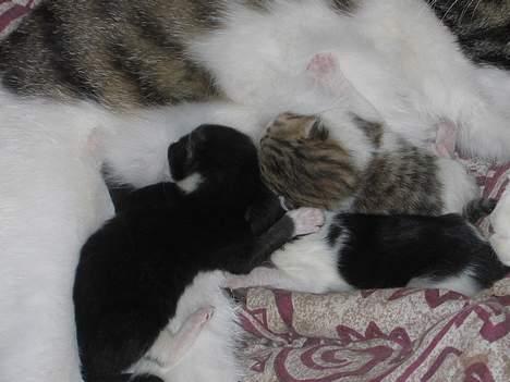 Blanding af racer Angel ' RIP  billede 6