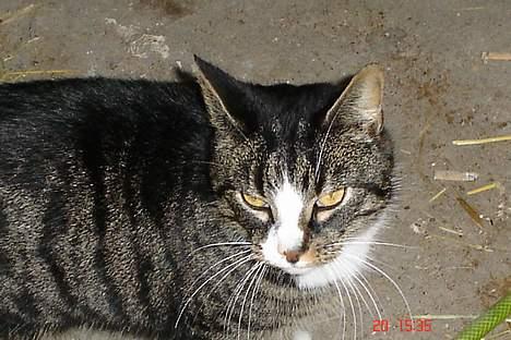 Huskat tiki billede 1