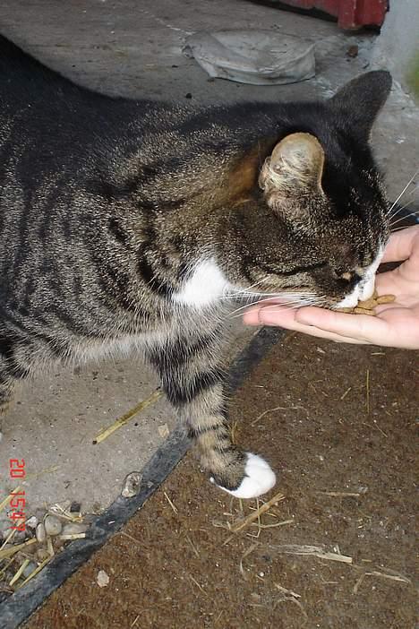 Huskat tiki billede 2