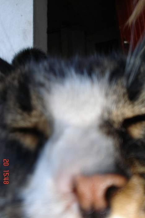 Huskat tiki billede 3
