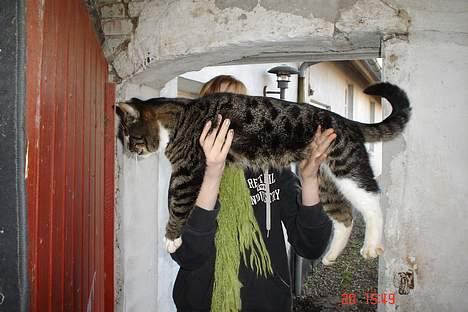 Huskat tiki billede 4
