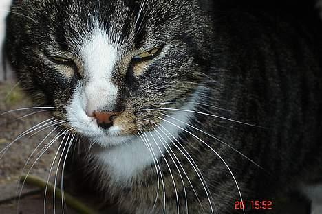 Huskat tiki billede 7