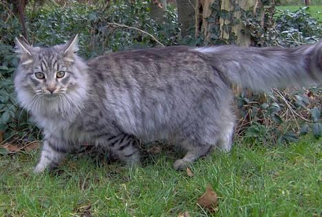 Blanding af racer Sylvester - 6 mdr. billede 1