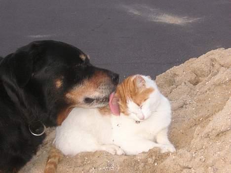 Huskat Kipper - Du min bedste ven! billede 1