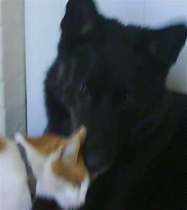 Huskat Kipper - jeg kan bare det der med hunde! billede 2