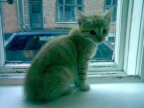 Huskat Nala - Sidder og stirer ud på trafikken på vejen billede 5