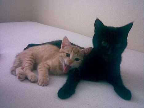 Huskat Nala - 2 mdr forskel, stor forrskel på str. billede 6