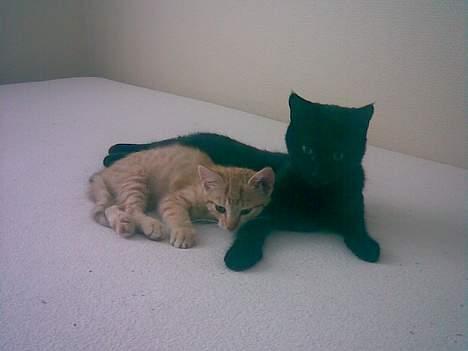 Huskat Nala - Molly blev med det samme Nalas nye mor billede 7