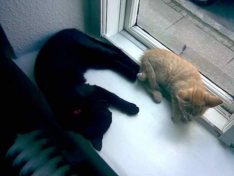 Huskat Nala - Molly passer på Nala billede 8