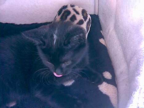 Huskat Molly - Molly i hendes hule da vi kørte hjem med hende billede 5