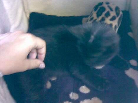 Huskat Molly - Så lille så sød billede 6