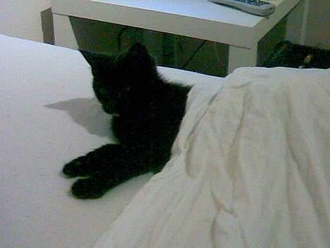 Huskat Molly - Godnat billede 7