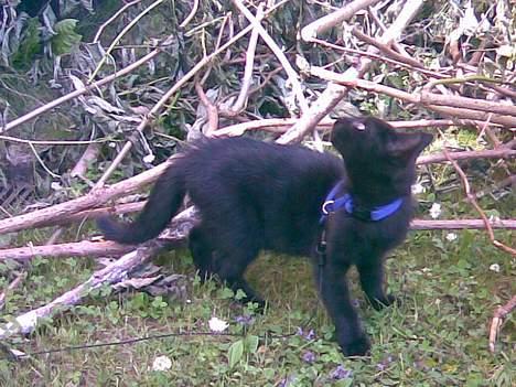 Huskat Molly - Molly til "træning" i at være ude billede 8