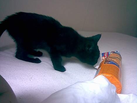 Huskat Molly - Nam choko kiks billede 9