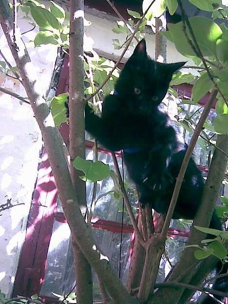 Huskat Molly - En af de første bestigninger af et træ (ca. 1.5 m højt) billede 10