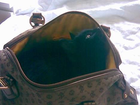 Huskat Molly - Må jeg ikke det her billede 11