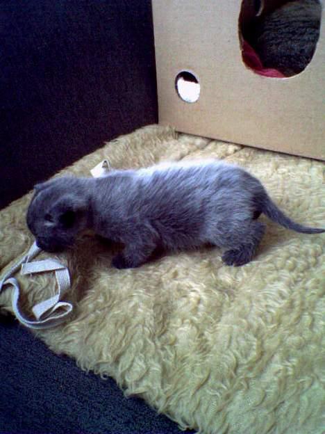 Huskat Molly - Molly da vi så hende første gang billede 12