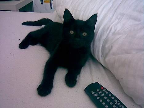 Huskat Molly - Jeg ser tv (hun elsker når der er fodbold, så hopper hun rundt efter bolden på skærmen) billede 13