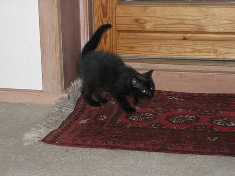 Huskat Molly - Moly ca. 8 uger billede 14