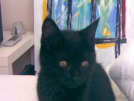 Huskat Molly - Se mig billede 15