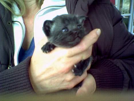 Huskat Molly - Fra vores første møde billede 16