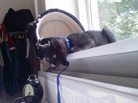 Huskat Molly - Frisk kat der lige har været ude billede 17