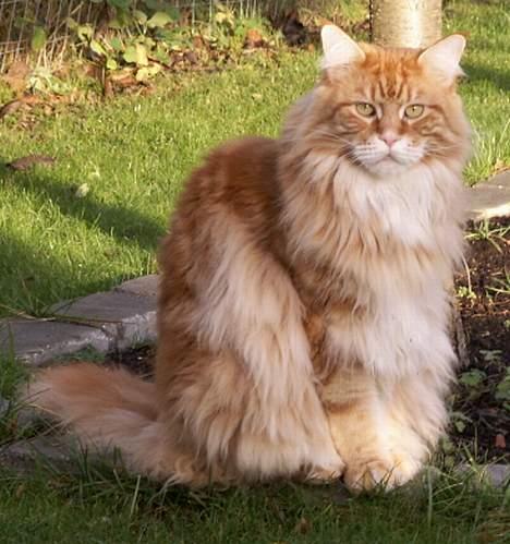 Maine Coon the dream (felix) - fra d.12/12-2006 billede 16