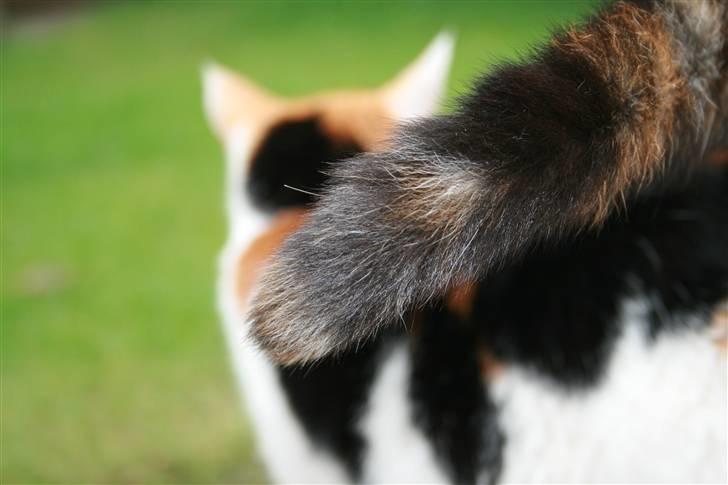 Huskat Frida - NYT! Frida´s hale d; billede 17