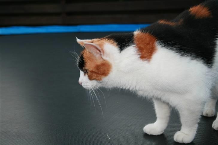 Huskat Frida - NYT! Frida har fået øje på noget på trampolinen billede 18