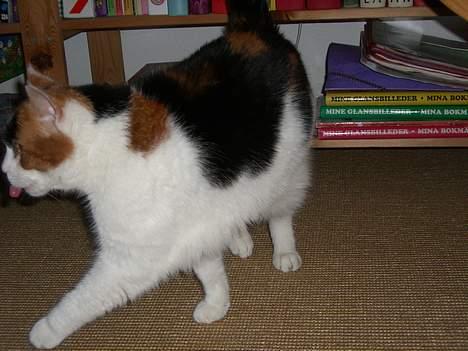 Huskat Frida billede 19