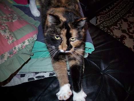 Blanding af racer Mille - Arrrhh .. Man ska´ liii Strække siq .. billede 16