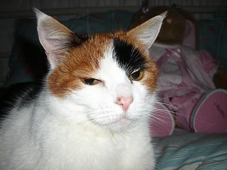 Huskat Frida billede 20