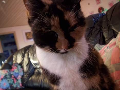 Blanding af racer Mille - Sys´ det er et fedt billede af hende ??? billede 17