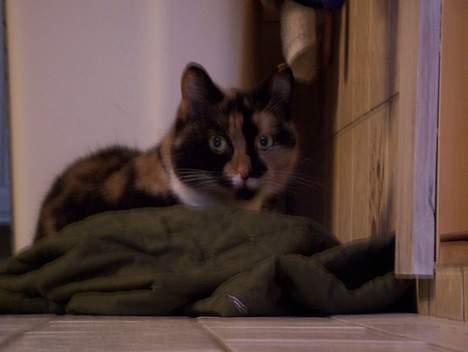 Blanding af racer Mille - Hva´hva er det ??? billede 18