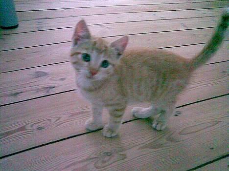 Huskat Nala - Lille Nala billede 9