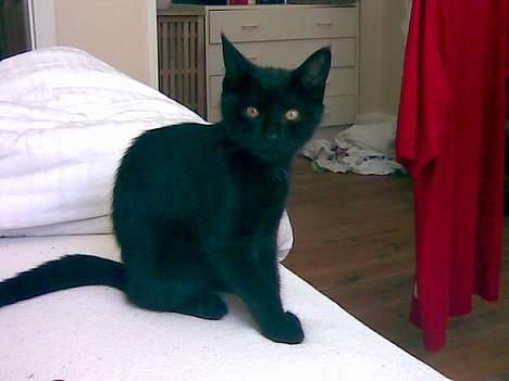 Huskat Molly - Stolte Molly billede 18