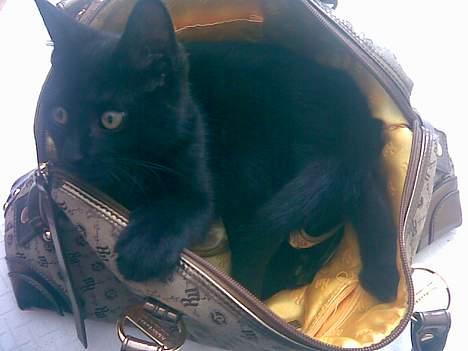 Huskat Molly - Molly hygger sig i min taske billede 19