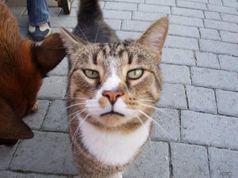 Huskat arnold - heej billede 7