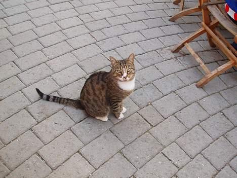 Huskat arnold - bare rolig han sover ikk hele tiden billede 8